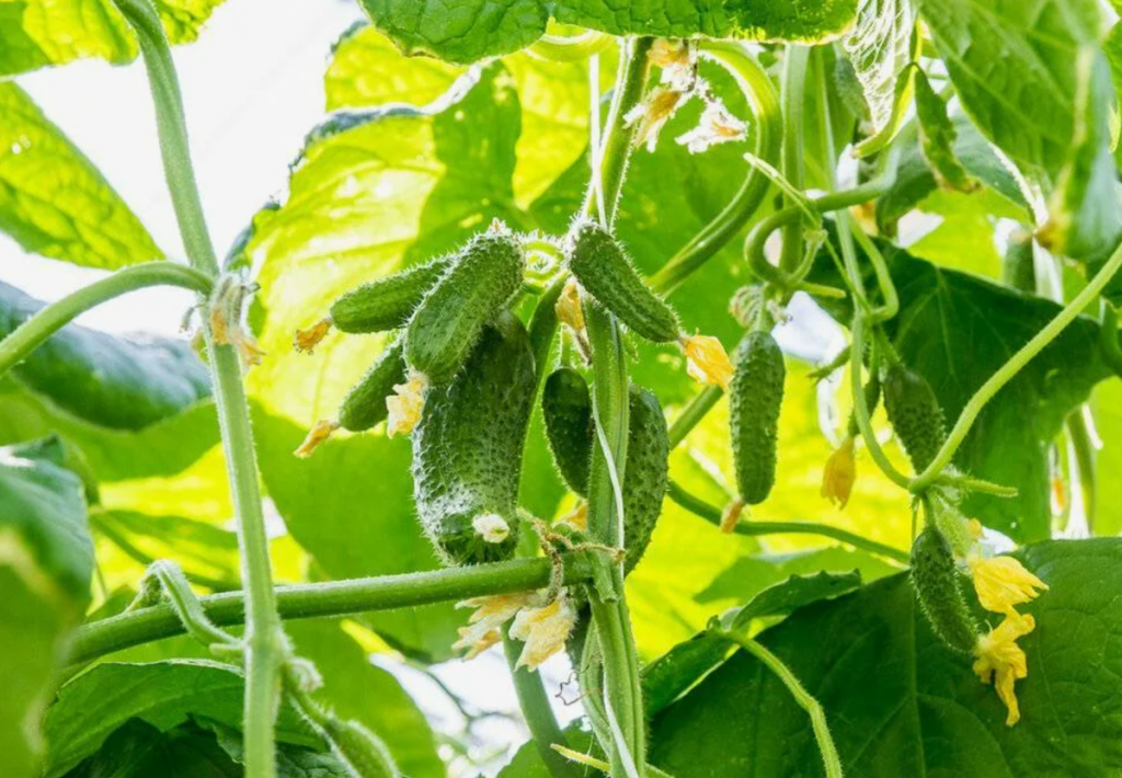 Welche Entfernung sollte zwischen Gurkenlöchern sein: Agronomist hat die Geheimnisse einer reichen Ernte enthüllt - Sie werden Taschen ernten