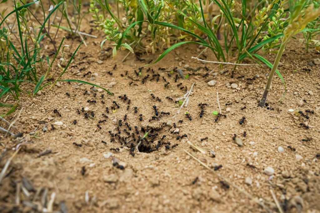Effektive Möglichkeiten zur natürlichen Entfernung von Anthill in Ihrem Garten