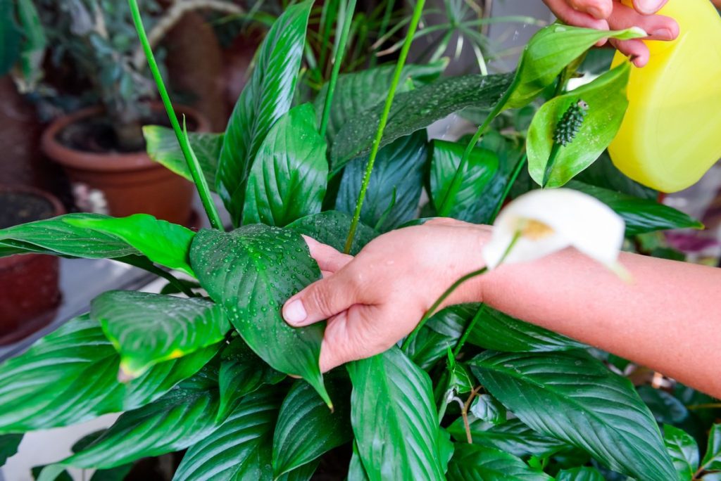 1 gram suya 1 gram ekleyin ve spathiphyllum bir çiçek bulutunun içinde boğulacak: bitki sürekli çiçek açacaktır.