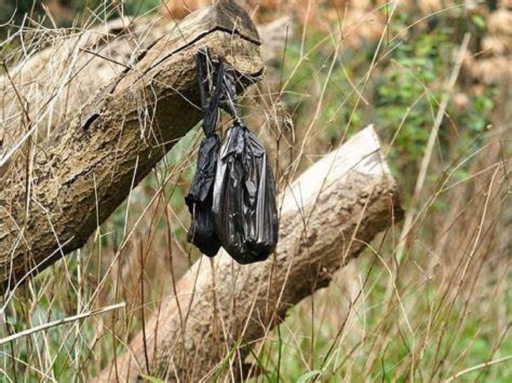Ağaçlarda bu siyah torbaları görürseniz, hemen uzaklaşın.