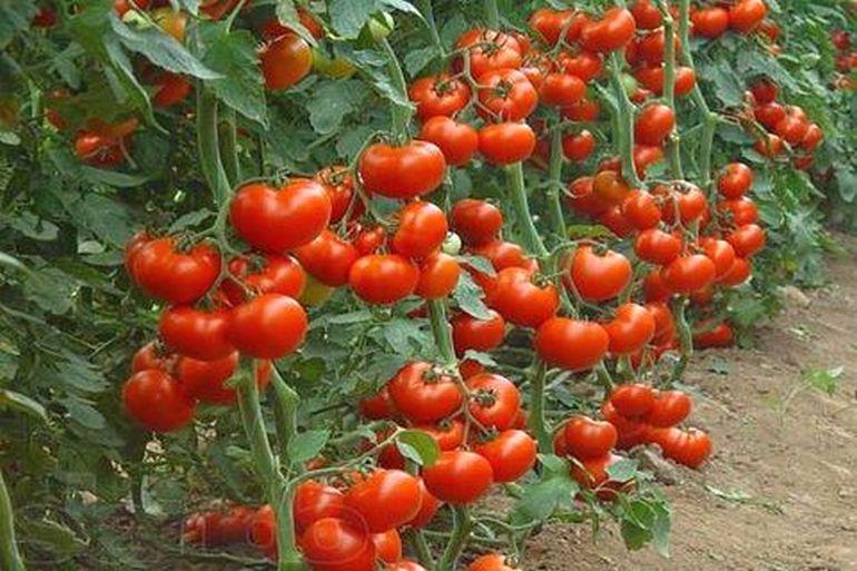 Domatesleri toprağa diktikten sonra sulamalı mı, sulamamalı mı? Bahçıvanların %90’ının yaptığı hata