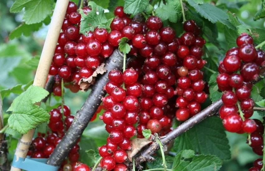 Kuş üzümü için doğal bir sprey hazırlayın. Hiçbir haşere onlara dokunmayacak. 