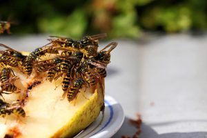 Schneiden Sie die Zitrone in zwei Hälften und stecken Sie die Nelke hinein. So fahren nervige Insekten weg