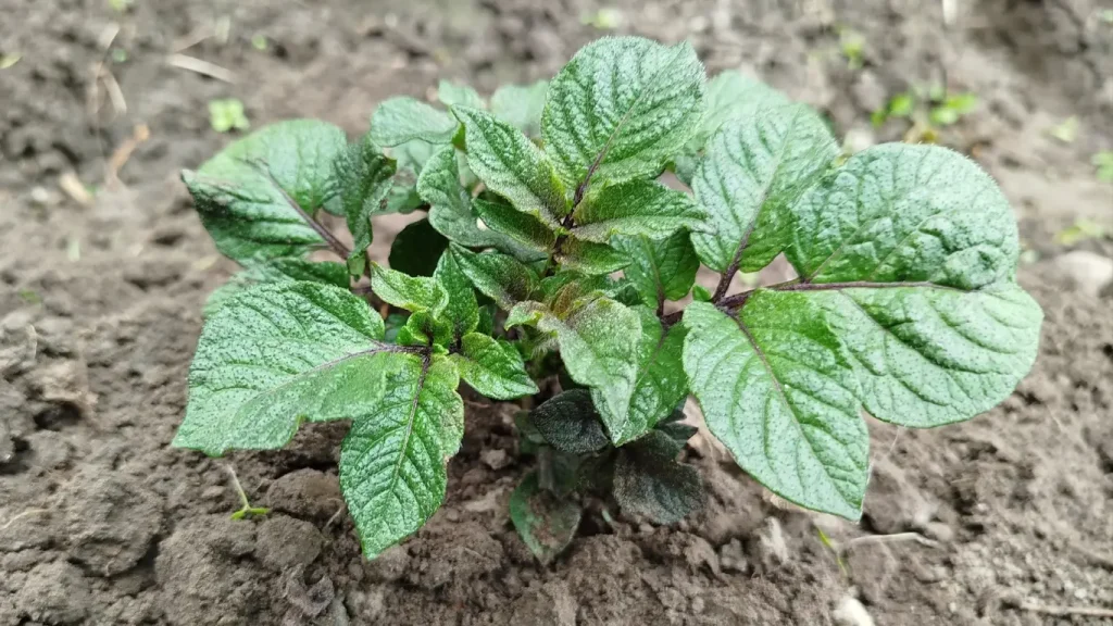 Gießen Sie Kartoffeln zu oft? Warum das Sie die gesamte Ernte kosten kann