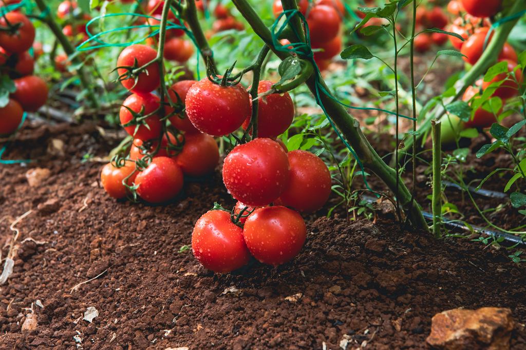 Meine Großmutter wässern immer Tomaten mit dieser Lösung. Es ist Schutz vor Krankheiten und eine Garantie für reiche und leckere Früchte.