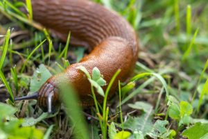 Anstatt es wegzuwerfen, legen Sie es in den Garten. Es ist die beste Schneckenfalle. Sie werden keine Schwachen verpassen.