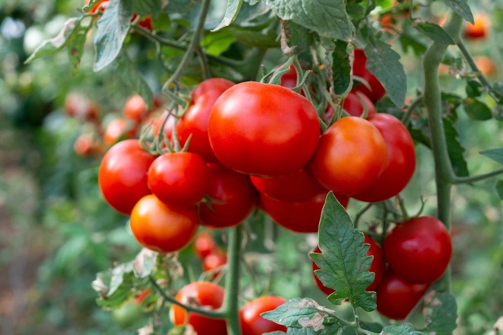 Die erste Düngung von Tomaten nach dem Auspflanzen in den Freiland: Was und wie man es am besten macht, sagen die Experten