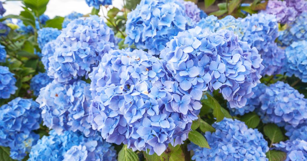 Das Nachbarn mit dieser Hortensie. Es gibt keine so viele blaue Blumen in der Gegend