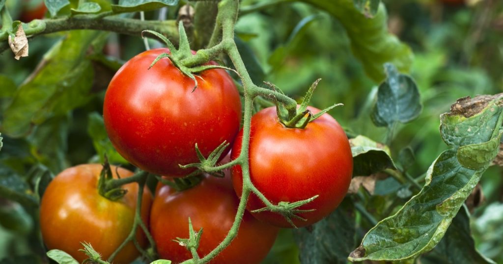 So werden Tomaten von Amerikanern praktiziert. Pole tun dasselbe, um große Erträge zu haben