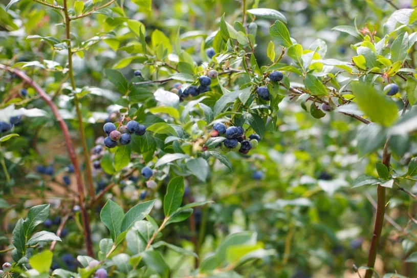 Blaubeeren blühen nicht? Der Gärtner rät, was zu tun ist