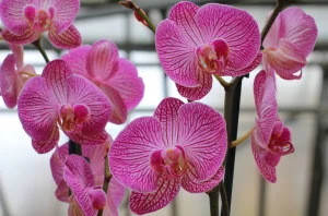 Ihre Orchidee stirbt vor Ihren Augen? Erwarten Sie nicht, gießen Sie es in ihren Topf, um sie zu retten