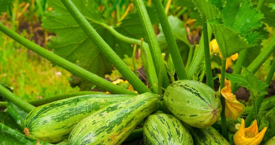 Zucchini blüht und es gibt keine Früchte? Verwenden Sie den Weg meines Großvaters und Sie werden die Knospen schnell sehen