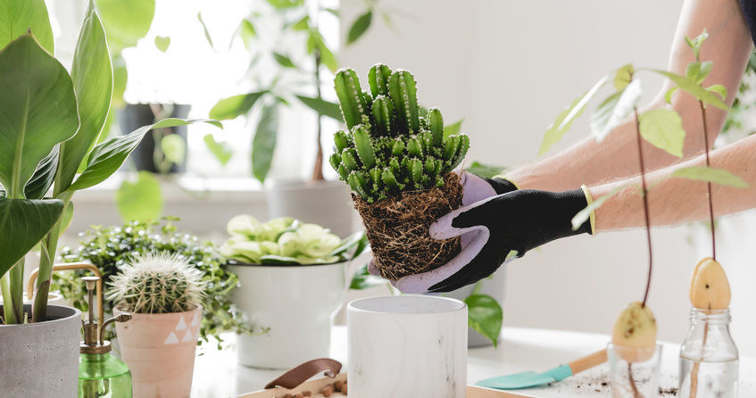 Tun Sie es, indem Sie Blumen übertreiben? Seien Sie nicht überrascht, wenn sie in ein paar Tagen verrotten