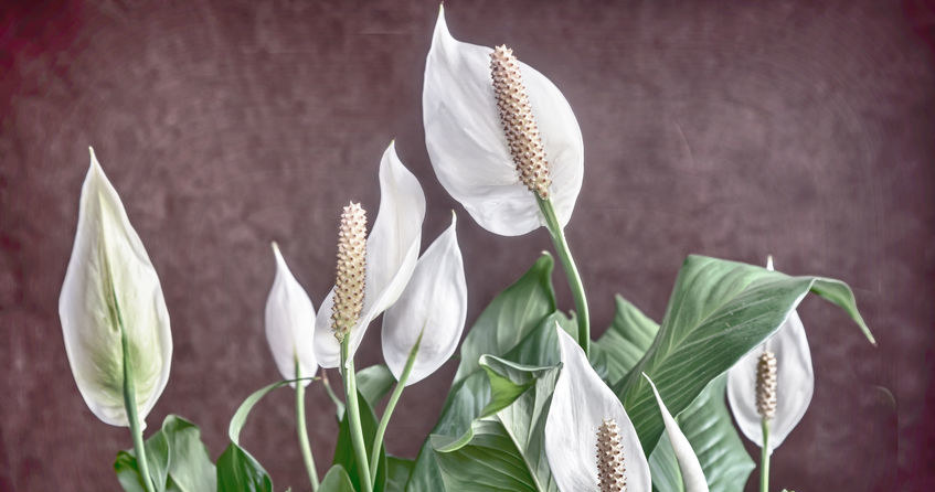 Ich stellte es neben den Flügelwurm. Ich war schockiert, als er die Blumen schnell losließ