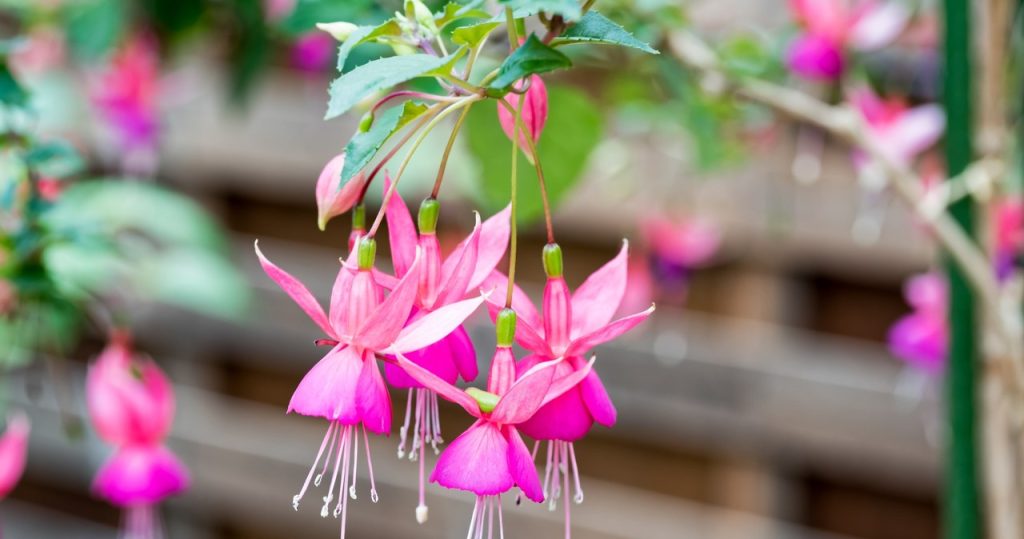 Gedeiht deine Fuchsie? Wickeln Sie es mit und werden die schönsten in der Gegend sein