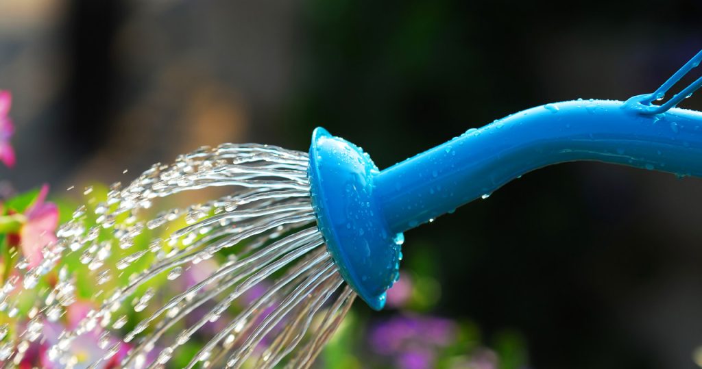Dies ist die schlimmste Zeit, um den Garten zu gießen. Sie werden Pflanzen mehr zerstören als Dürre