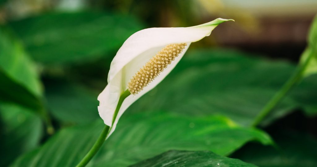 Im Juni Wasser diese geflügelte Blume. In einer schnellen Freisetzung neuer Blätter und Blumen