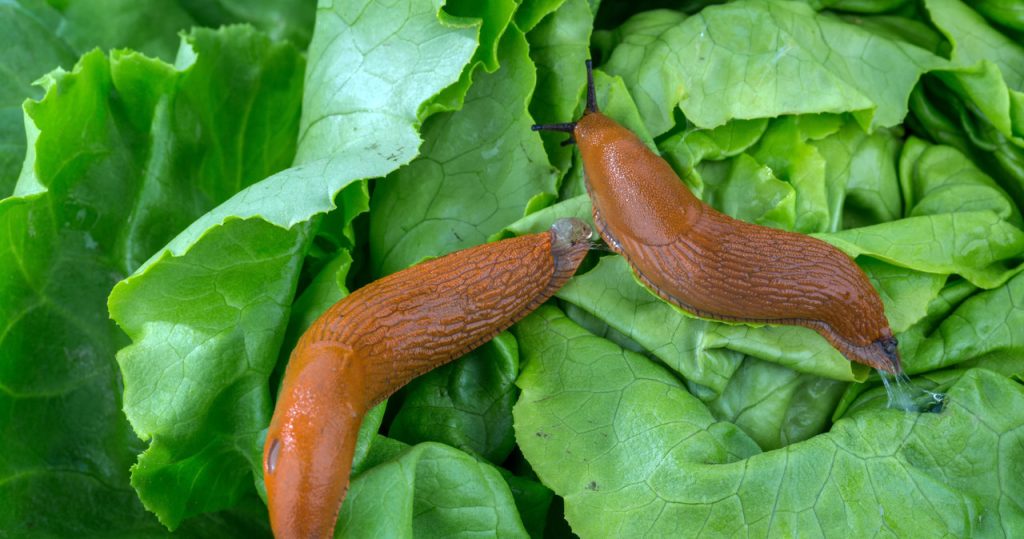 Jeder hat dieses Gewürz in der Küche. Das Konzert fährt Schnecken und Ameisen aus dem Garten