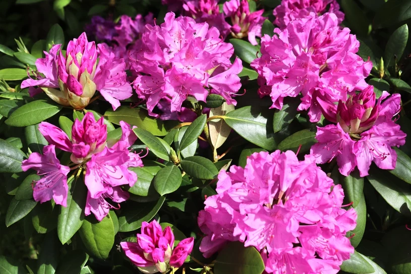 Rododendron ist gewachsen? Jetzt werden Sie diese Sorgfalt nicht vergessen.