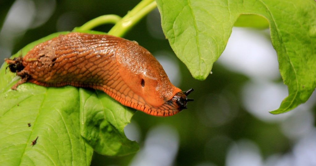 Diese Pflanzen arbeiten wie ein Magnet an Schnecken. Hast du sie im Garten? Invasion erwarten