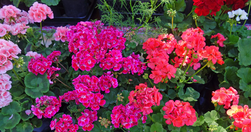Im Juni braucht Geranium diesen Dünger. Wasser regelmäßig Wasser und ertrinkt in Blumen