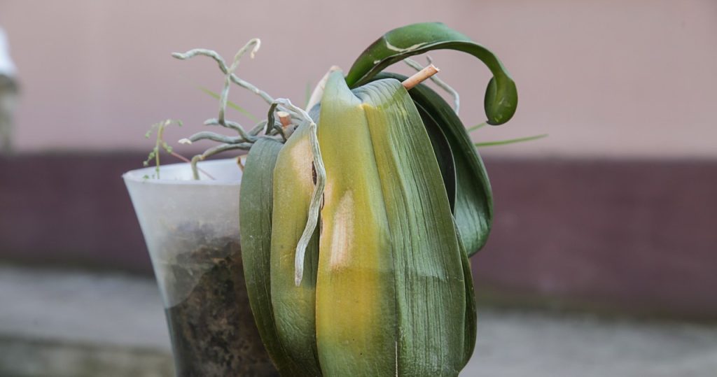 Die Orchidee ist arm in den Augen? Warten Sie nicht, gießen Sie es in den Topf, um ihn zu retten