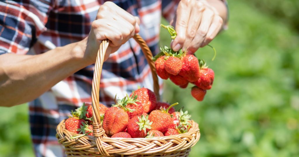 Ihre Erdbeeren sind klein und nicht sehr saftig? Dieser beliebte Fehler ist schuldig