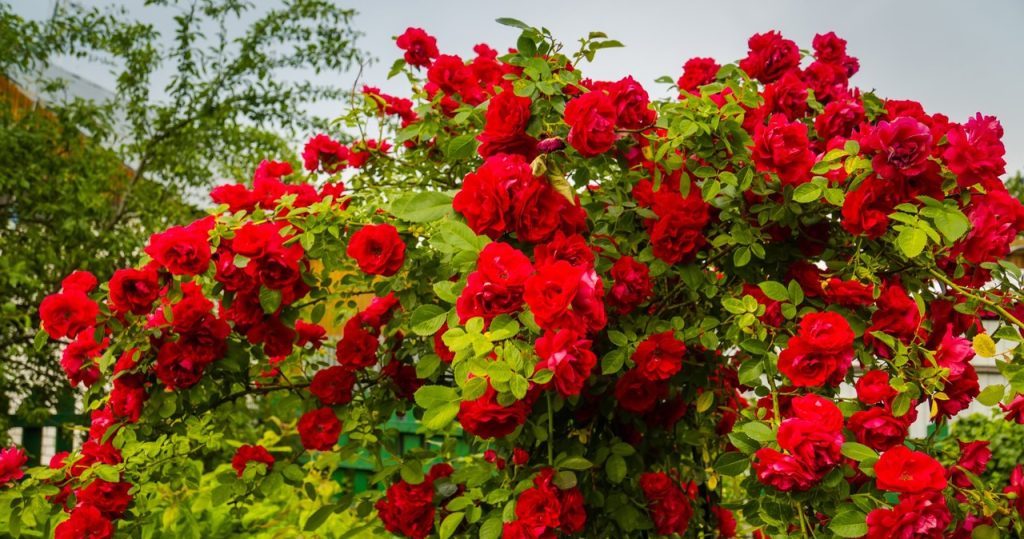 Meine Großmutter kauft es unter Rosenbüschen. Blumen können nicht gezählt werden
