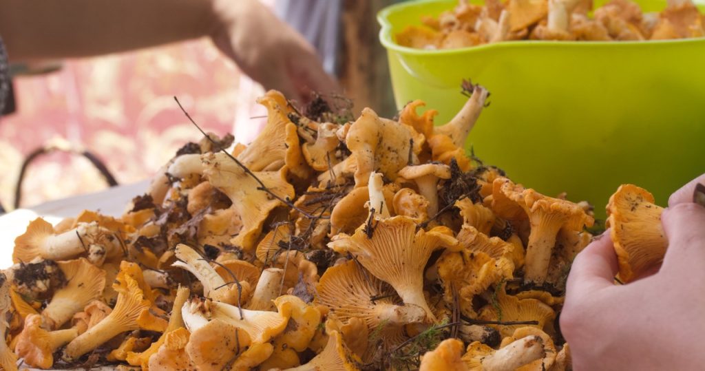 Chanterelles’i dondurabilirsiniz. Ama unutmayın, farklı bir şekilde dağılacaklar