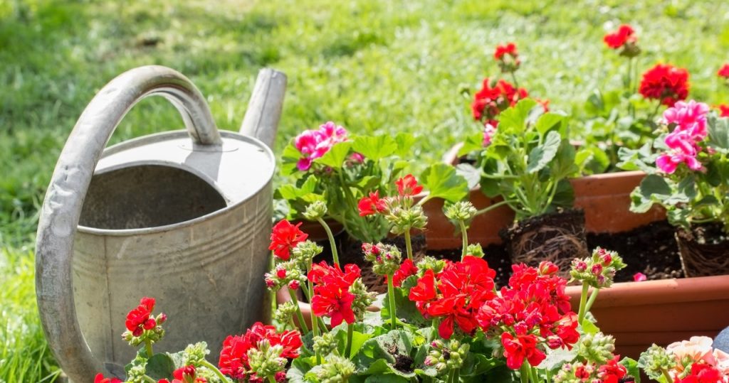 Großmutter kocht das Abendessen und geizt dann mit diesem Geranium. Hat einen Garten voller Blumen