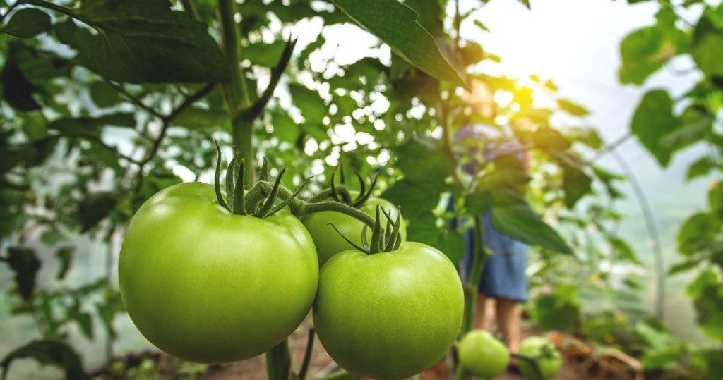 Die Tomaten an den Zweigen sind noch grün? Ja, Sie werden ihre Reifung beschleunigen
