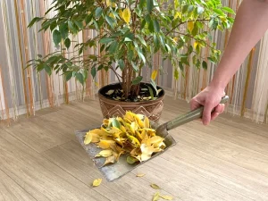 Ficus fallen ständig Blätter ab? Florist rät ihm, ihm zu helfen