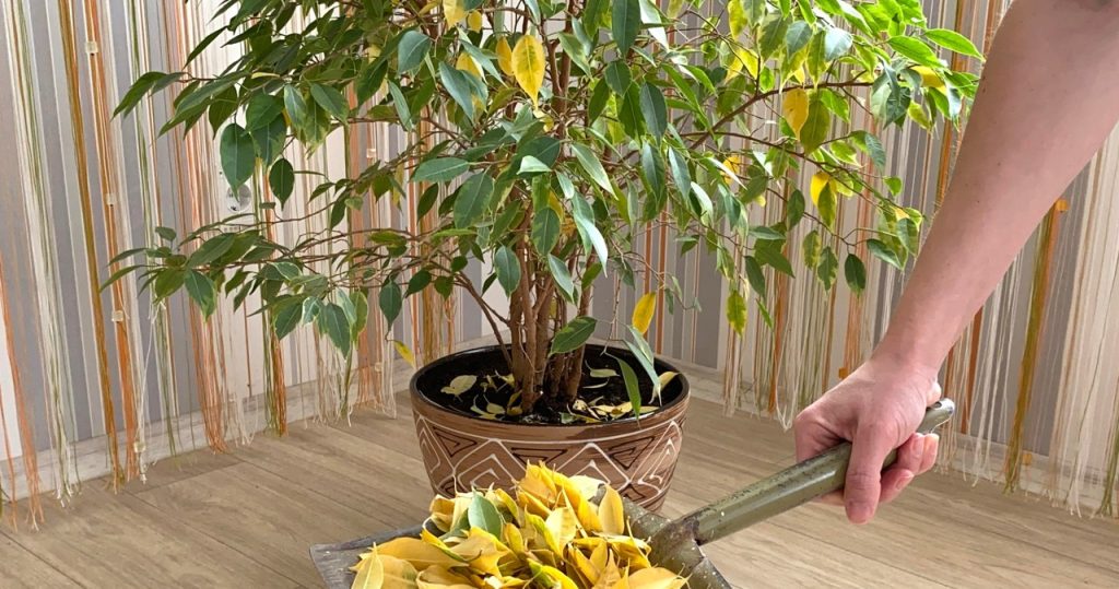 Fikus lässt die Blätter immer noch fallen? Der Florist enthüllt, wie man ihm hilft