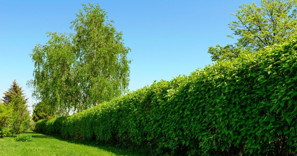 Schneiden Sie auf diese Weise eine Hecke? Seien Sie nicht überrascht, dass es in den Augen schlecht ist