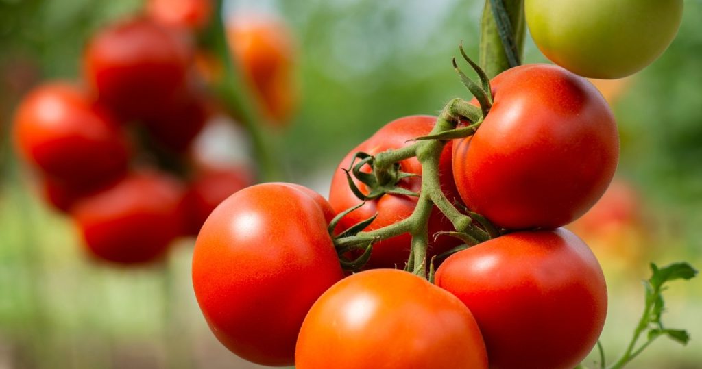 Tomaten werden die süßesten in der Gegend sein. Alles was Sie tun müssen, ist den Trick meines Großvaters zu verwenden