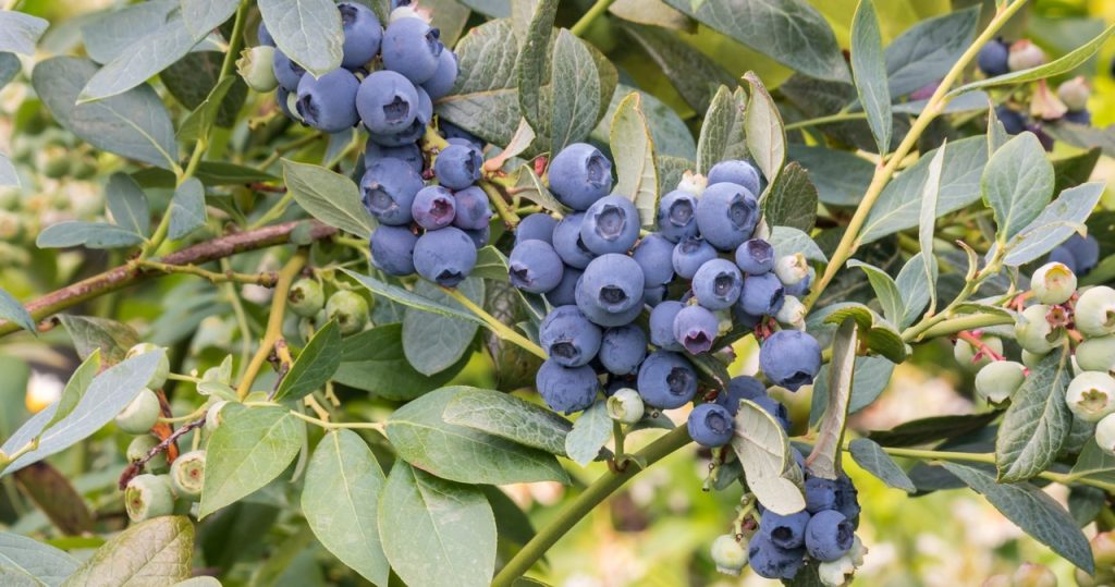 Möchten Sie, dass die Blaubeeren reichlich Obst geben? Stellen Sie sicher, dass Sie sie dazu hinzufügen