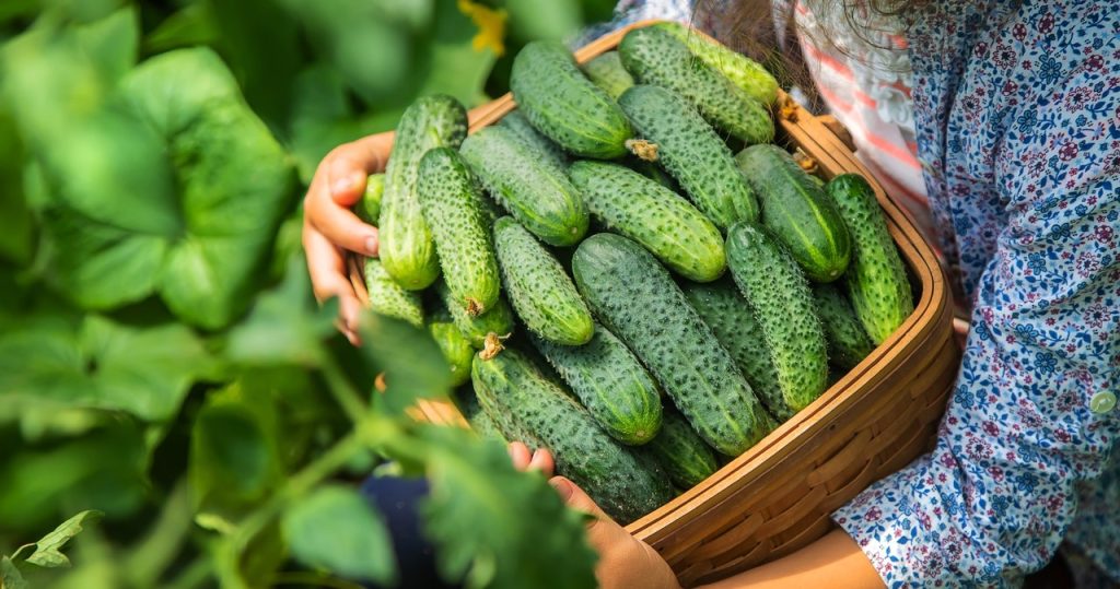 Im Juni füttern Sie diese Gurken. Die Ernte werden Ihre Erwartungen übergeben