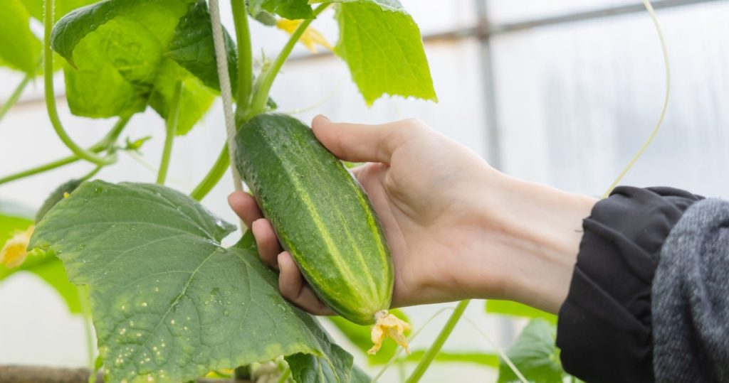 Sammeln Sie in der Wiese, gießen Sie Wasser und Wasser die Gurken. Sie können nicht mit der Ernte mithalten