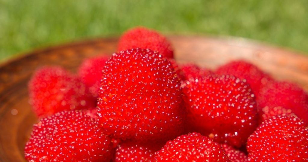 Es ist noch schmackhafter als Erdbeeren. Es hat viel Obst und ist trivial zu wachsen