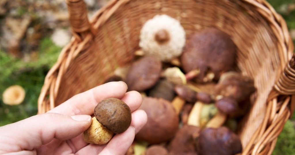 Mantar sırasında dikkatli olun. Bu mantarları Boletus ile karıştırmak kolaydır ve bunların bolca var