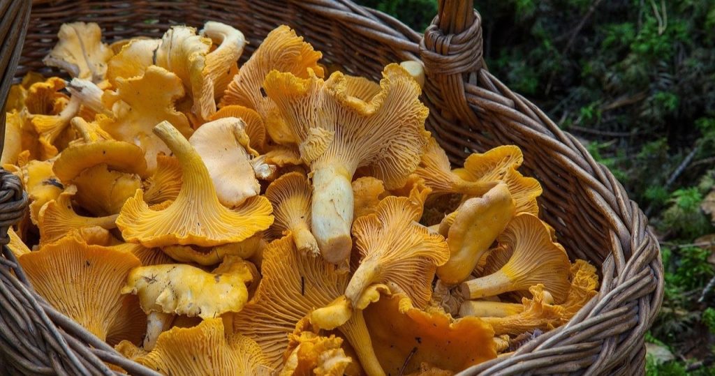 En çok Chanterelle burada büyüyor. Deneyimli mantar seçicileri bu yerleri kalkışta bilir