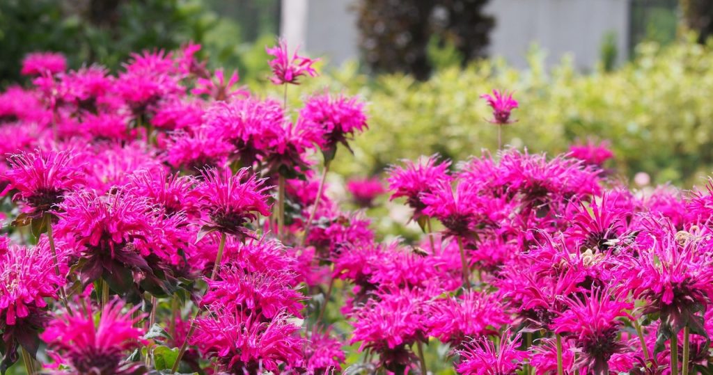 Es hat eine schöne Farbe, blüht lange blüht und erschreckt Zecken wie ein Spray. Es lohnt sich im Garten