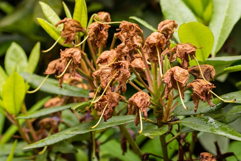 Rododendron ist gewachsen? Jetzt werden Sie diese Sorgfalt nicht vergessen.