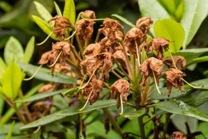 Rododendron ist gewachsen? Jetzt werden Sie diese Sorgfalt nicht vergessen.