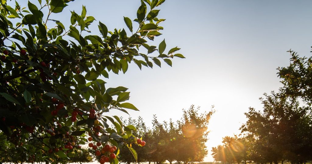 Schädlinge werden aufhören, Obst zu essen. Nehmen Sie es einfach in den Garten