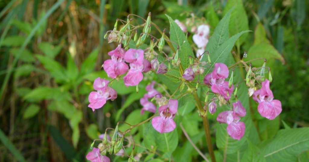 Es ist besser, diese Pflanze aus dem Garten loszuwerden. Sie werden sich anders fragen
