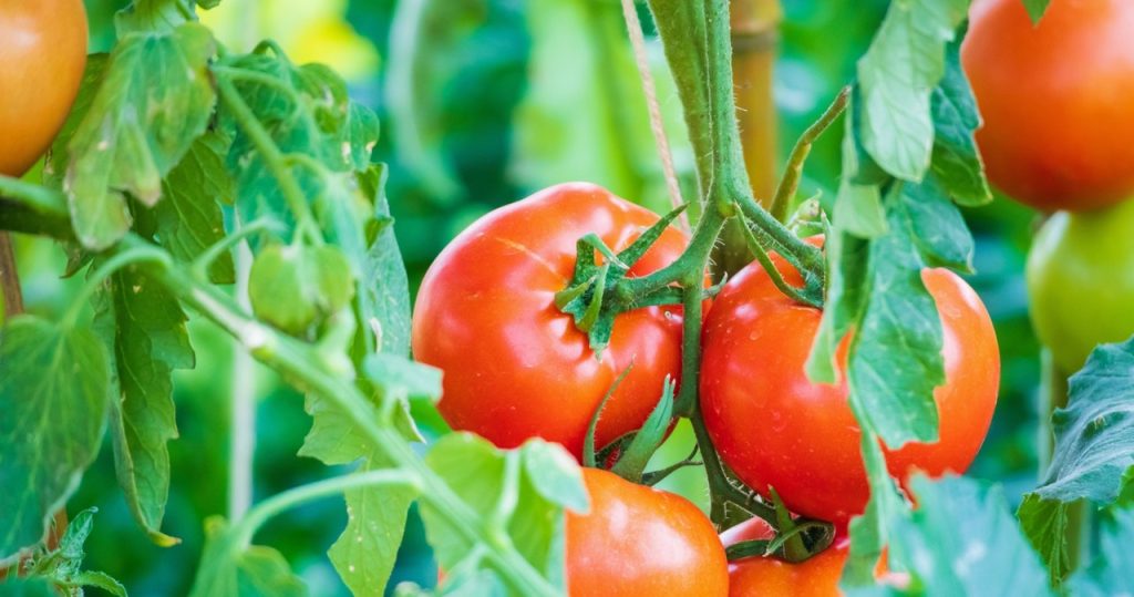 Gießen Sie die Tomaten damit. Sie werden keinen Zloty ausgeben und die Ernte beneiden Sie im gesamten Dorf