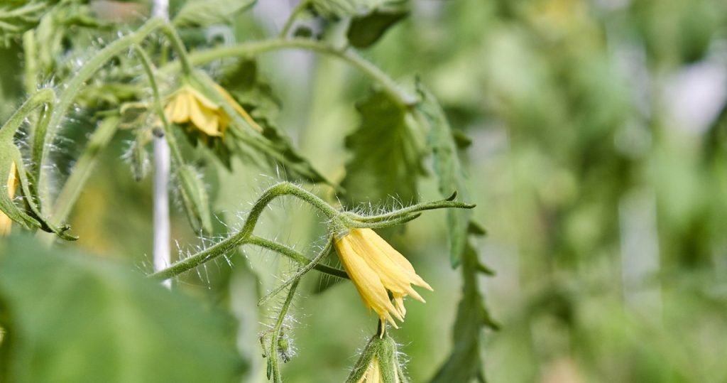Deshalb blühen Tomaten nicht. Eine Änderung ist genug