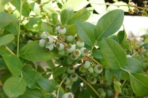 Sie können Blaubeeren auf Ihrem Balkon anbauen. Probieren Sie es aus und Sie werden viele Früchte haben.