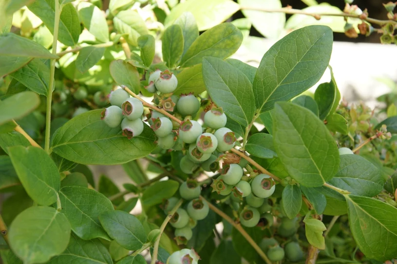 Sie können Blaubeeren auf Ihrem Balkon anbauen. Probieren Sie es aus und Sie werden viele Früchte haben. 